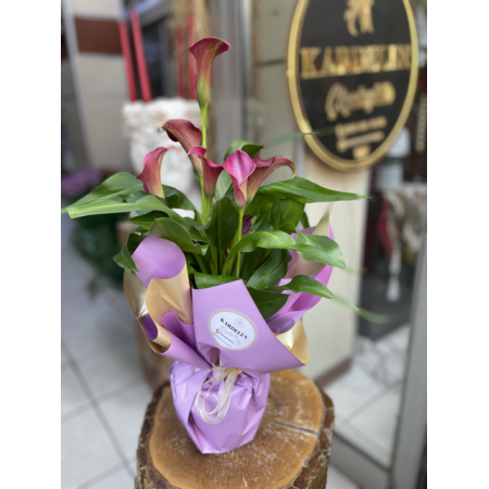 Gala çiçeği saksı